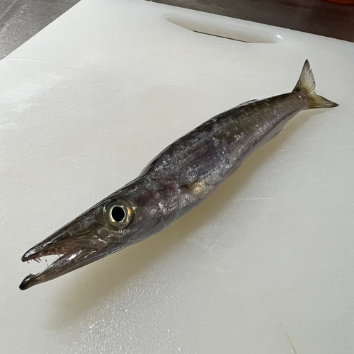 カマスの釣果