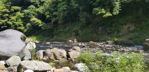 アユの釣果