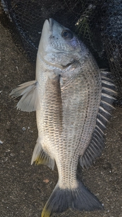 キビレの釣果