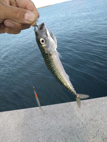 サバの釣果