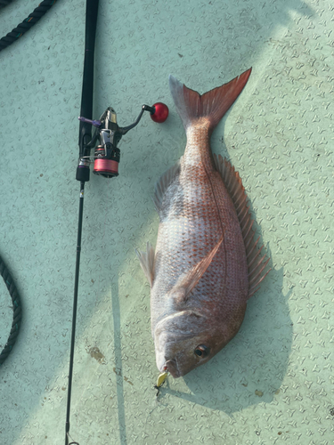 タイの釣果