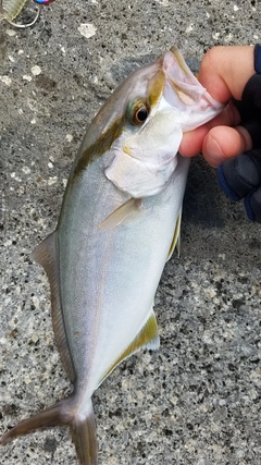 シオの釣果