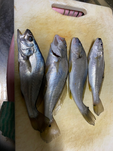 ニベの釣果