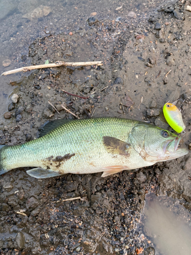 ブラックバスの釣果