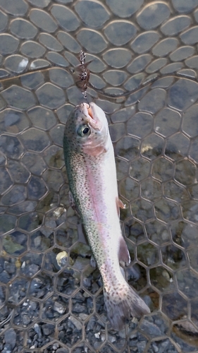 ニジマスの釣果