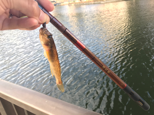 ハゼの釣果