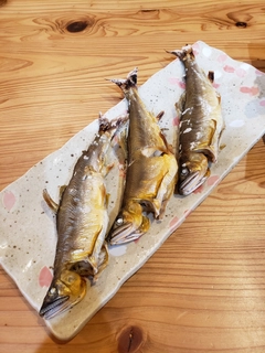 アユの釣果