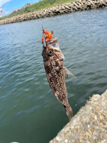 クロソイの釣果