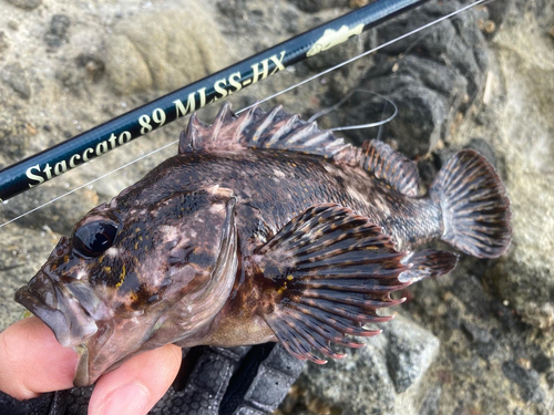 オウゴンムラソイの釣果