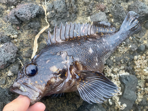 オウゴンムラソイの釣果