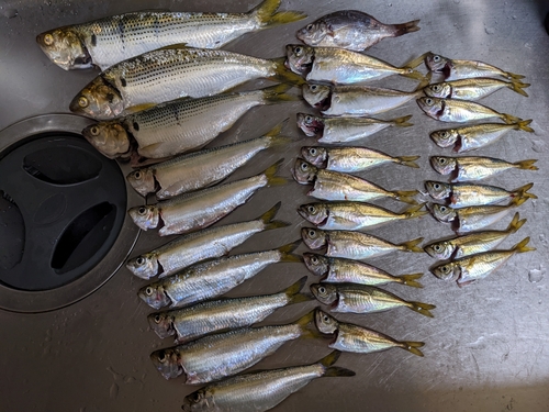 マアジの釣果