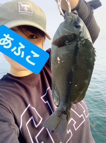 メジナの釣果