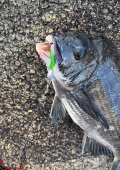 チヌの釣果