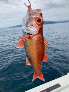 アカムツの釣果