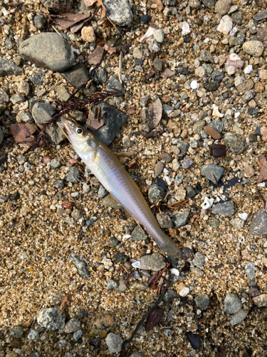 キスの釣果