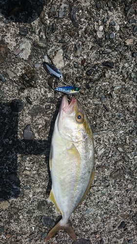 ネイリの釣果