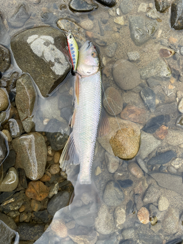 ハスの釣果