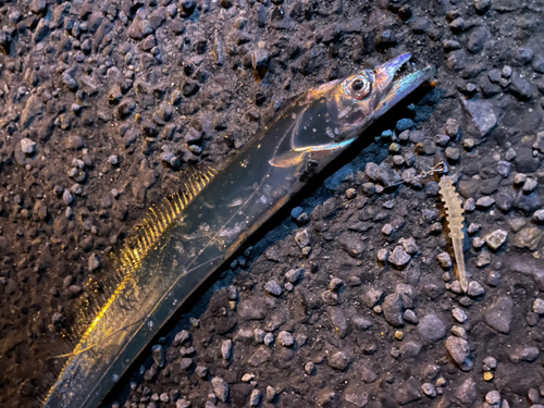 タチウオの釣果