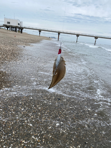 シタビラメの釣果