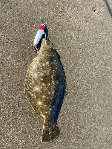 ヒラメの釣果