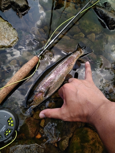 レインボートラウトの釣果