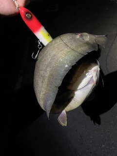 マナマズの釣果