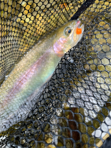 ニジマスの釣果