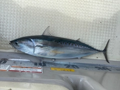 ヒラソウダの釣果