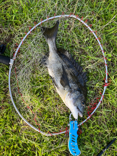 チヌの釣果