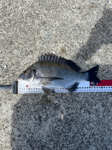 クロダイの釣果