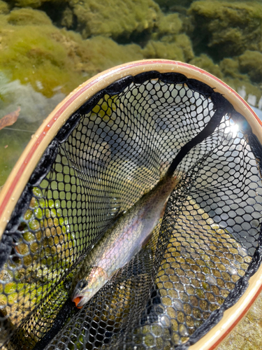 ニジマスの釣果