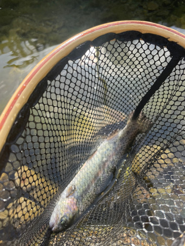 ニジマスの釣果