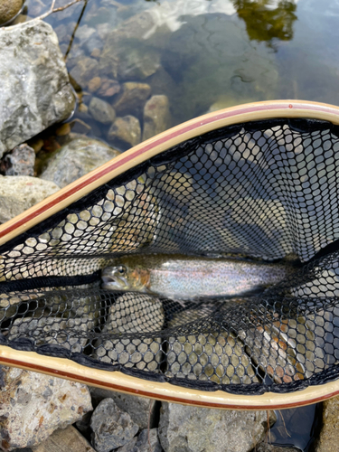 ニジマスの釣果