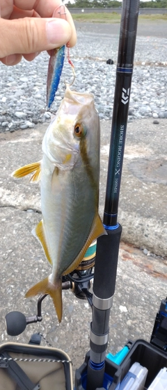 ショゴの釣果