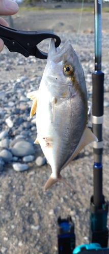 ショゴの釣果