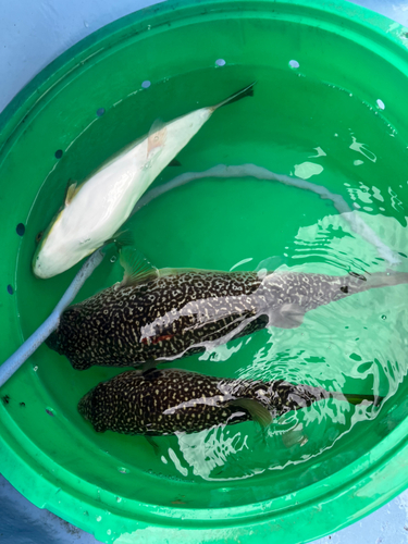 ショウサイフグの釣果