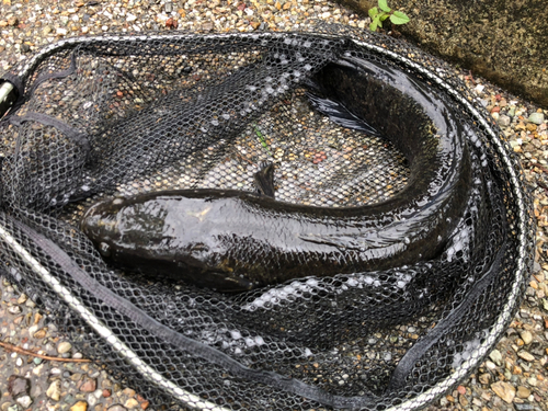 ライギョの釣果