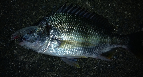 キビレの釣果