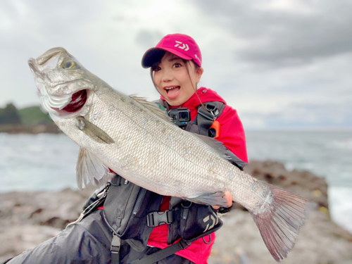 ヒラスズキの釣果