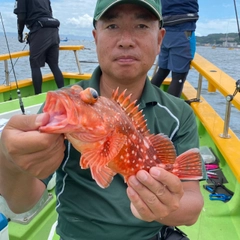 ウッカリカサゴの釣果