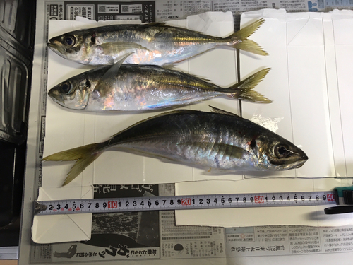 アジの釣果