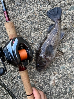 クロソイの釣果