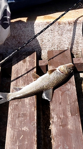 ニゴイの釣果