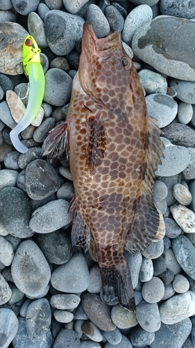 オオモンハタの釣果