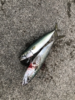 サバの釣果