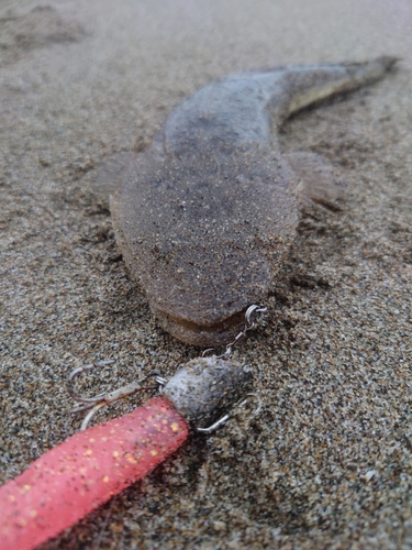 マゴチの釣果