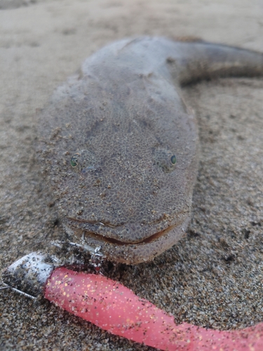 マゴチの釣果