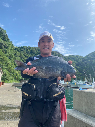 グレの釣果