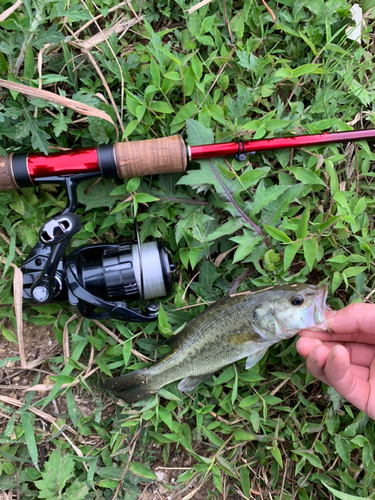 ラージマウスバスの釣果