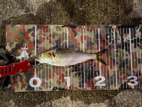 コノシロの釣果